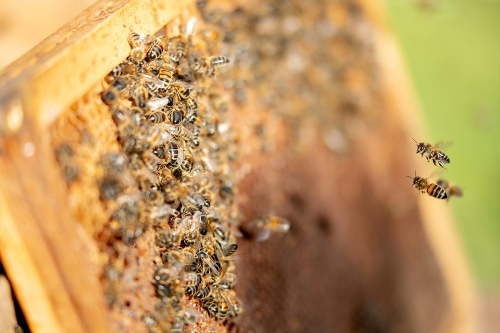 ¿Qué comen las abejas en verano?